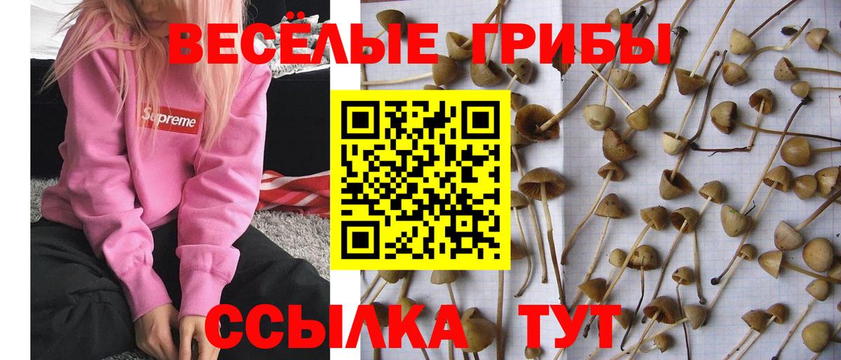 Псилоцибиновые грибы Psilocybine cubensis Магадан